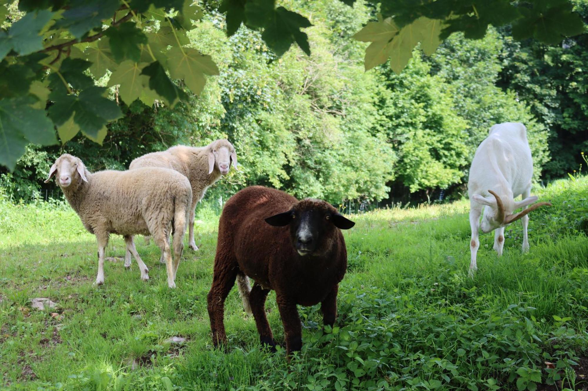 Ferienhof Millinghof Leogang Exteriör bild